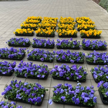 Bloemen voor Oekraïne
